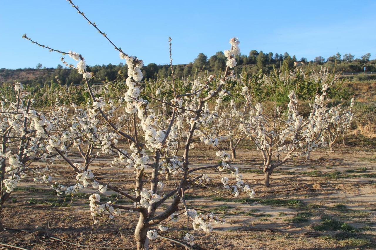 Masia Rural L'Hort De Maso Miravet Bagian luar foto